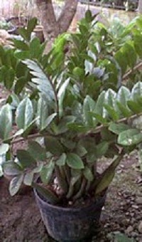 Tanaman Daun Dollar Zamioculcas Zamifolia Ganesha Flora Bali