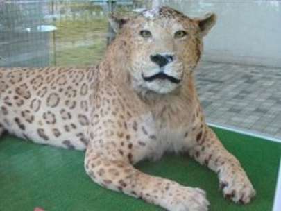 animal animal