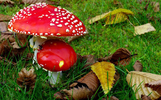 Epic Red Poisonous Mushrooms Green Grass HD Wallpaper