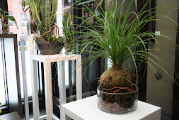 Plantes vertes dans vase de verre