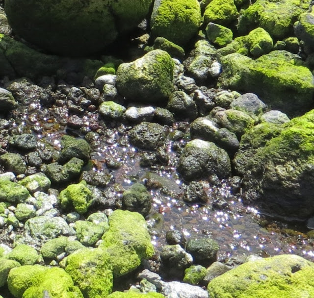 Ampliação de fotografia da "Fonte das Pombas" zona balnear dos Biscoitos, água correndo entre as pedras com musgo
