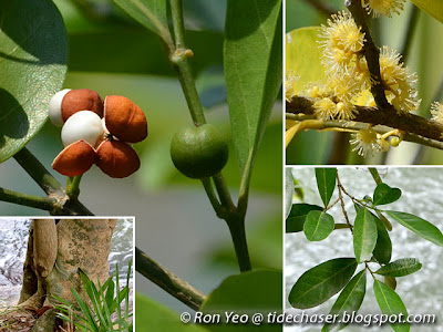 Limau Hantu (Suregada multiflora) Limau Hantu (Suregada multiflora)