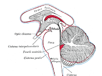 Brain Stem Diagram Brain Stem Diagram