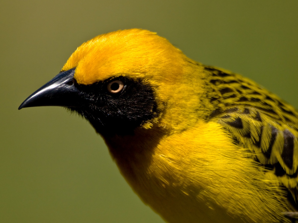 http://4.bp.blogspot.com/-G6K-HGBA5fs/TjijvMWZ58I/AAAAAAAAz5w/gke9dV7XD0w/s1600/Vitelline-Masked-Weaver.jpg