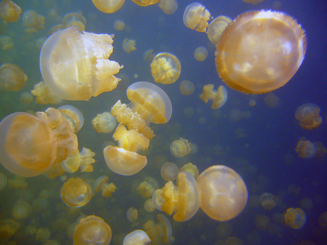 بالصوى بحيرة قناديل البحر .. هجرة الملايين من قناديل البحر الذهبية Jellyfish+lake+palau+12