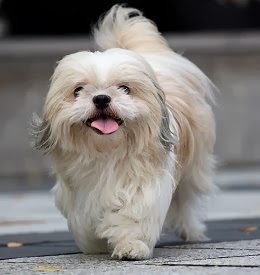 Shih Tzu Dog Shih Tzu Dog