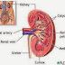Ciri ciri penyakit nefritis dan pengobatannya secara herbal alami thumbnail