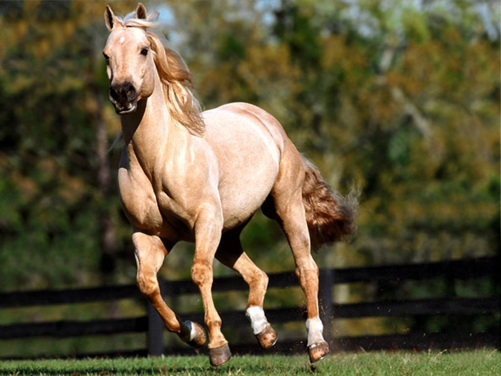 http://4.bp.blogspot.com/-G6WNZLMzDJo/Tb2tf9hZjQI/AAAAAAAAIbE/nVB_SnvvVkc/s1600/Horse-157-FSLEJY0TJB-1024x768.jpg