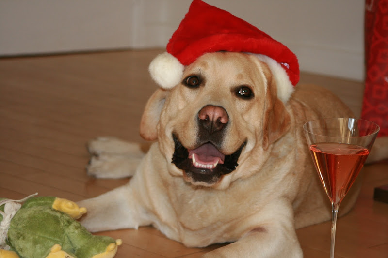 Christmas Labrador Cooper