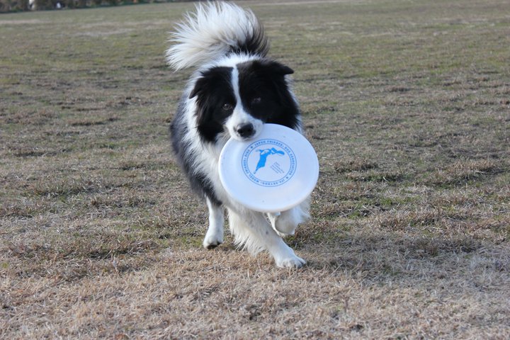 border collie animals border collie animals