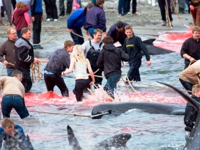 Γίνεται πράγματι σφαγή δελφινιών στη Δανία;