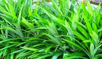 manfaat daun pandan untuk obat,daun pandan untuk wajah,untuk rambut,untuk kecantikan,kegunaan daun pandan dalam perubatan,daun pandan dalam masakan, manfaat daun pandan untuk obat,daun pandan untuk wajah,untuk rambut,untuk kecantikan,kegunaan daun pandan dalam perubatan,daun pandan dalam masakan,
