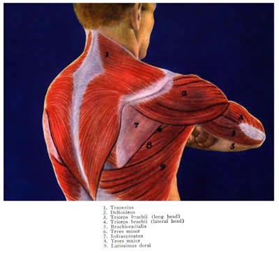 telcel2u shoulder muscles divided into anterior front muscles in shoulder