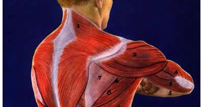 telcel2u: Shoulder Muscles Divided Into Anterior Front