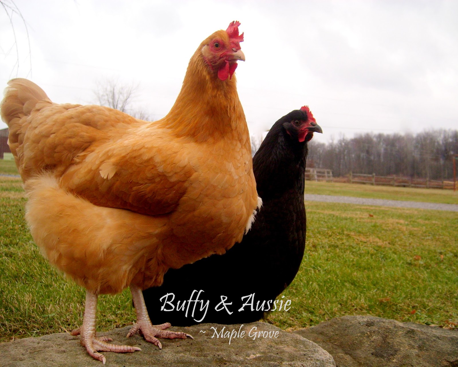 Maple Grove Why Chickens Eat Grit