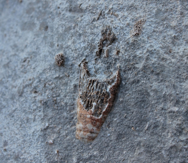 The happy anachronism a fishing blog Guadalupe Mountains National