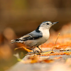 The Cornell Lab - All About Bird Biology