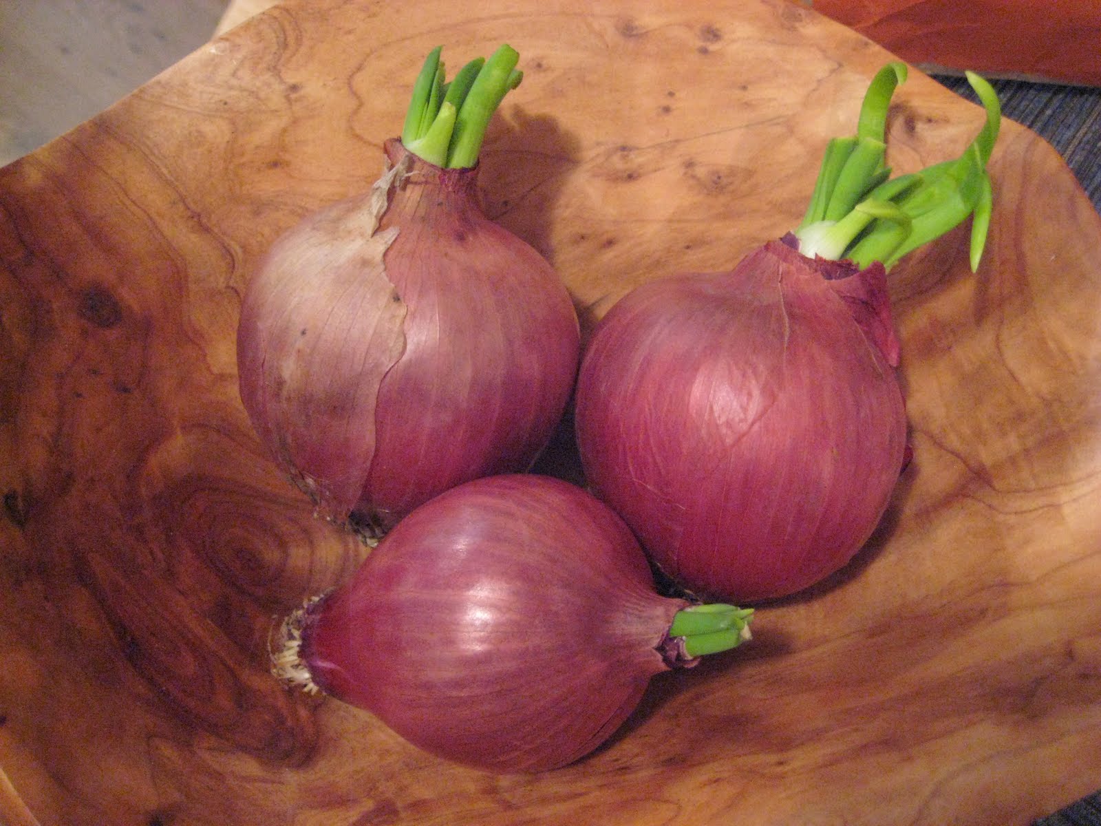 Anktangle: Growing Sprouted Onions