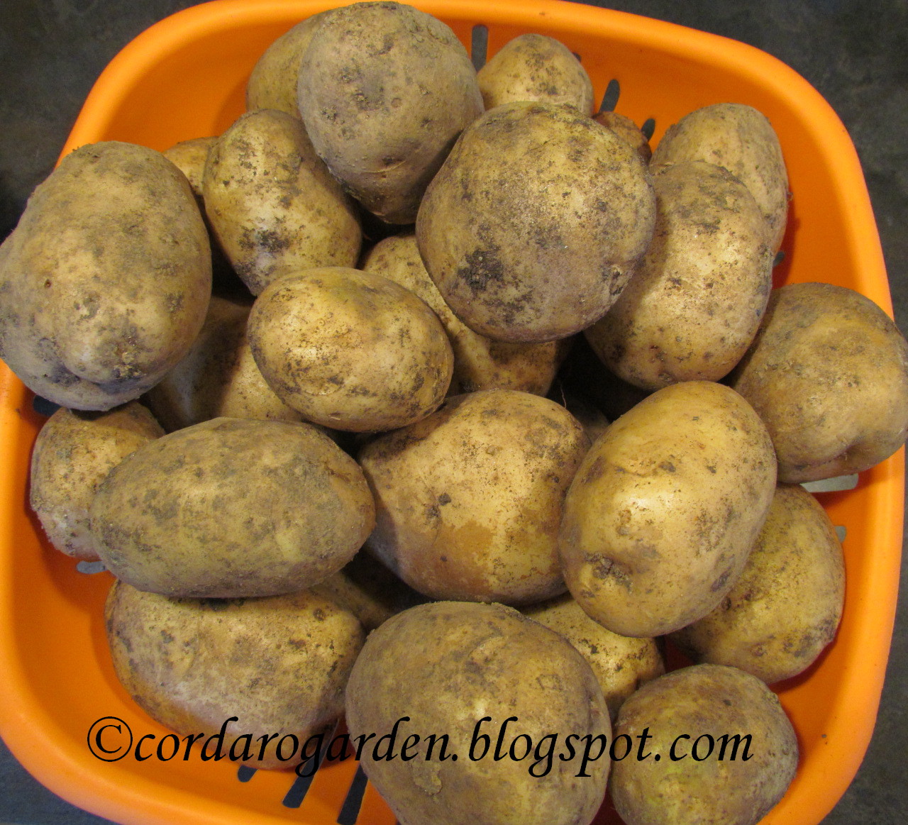 The Gardener of Eden Harvest Monday................... 09/24/2012