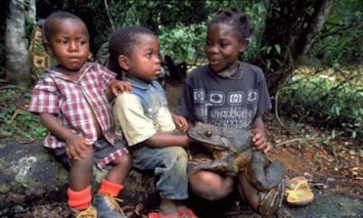 african frog 01+copy Kodok Raksasa dari Afrika