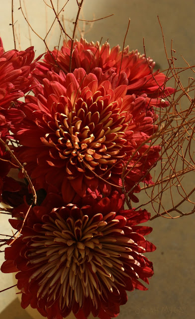 Wine-coloured Chrysanthemums, Sarah Myers Chrysanthemums, red, burgundy, flowers, flower, mums, sarah, myers, plants, petals, pattern, detail, close-up, macro, photograph, photography, arrangement