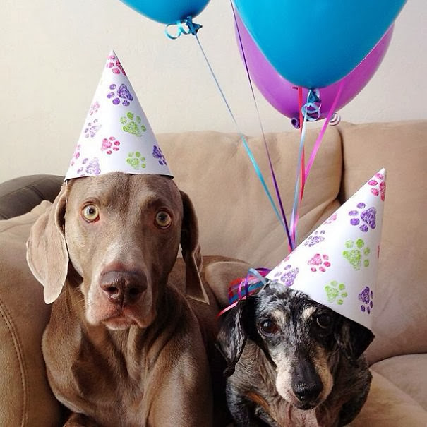 Estos perritos son los mejores amigos: Harlow e Indiana