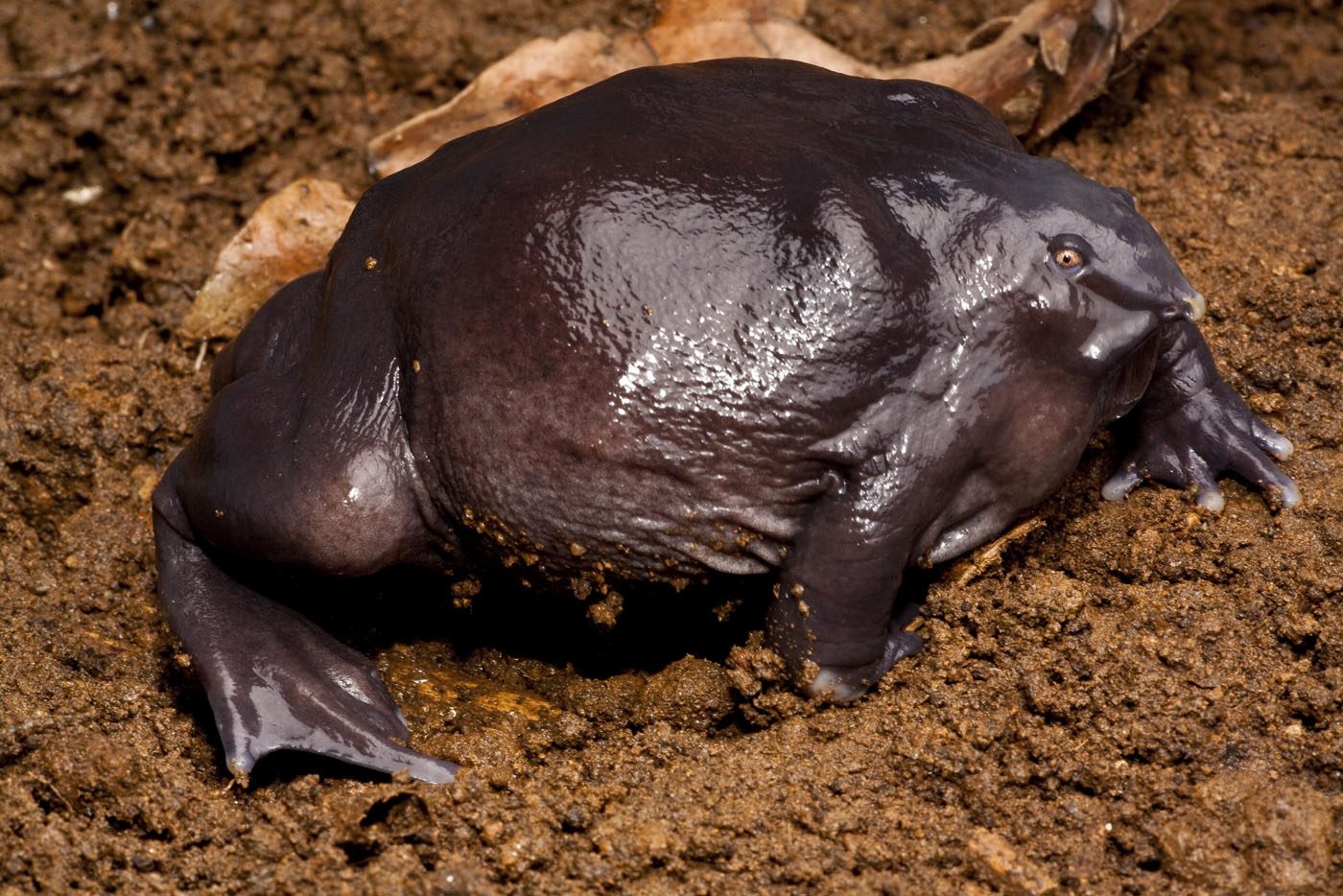 Purple Frog | Animals Library