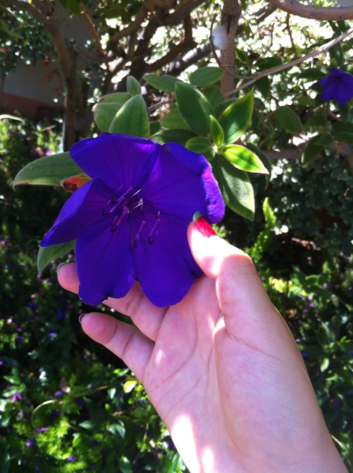 AP Biology Biological Collection Pollen