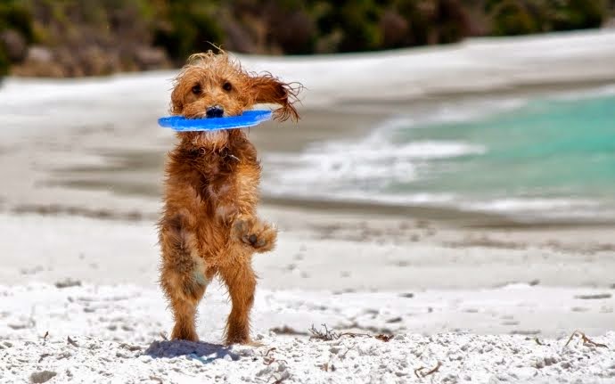 Playas que admiten perros en España 2015