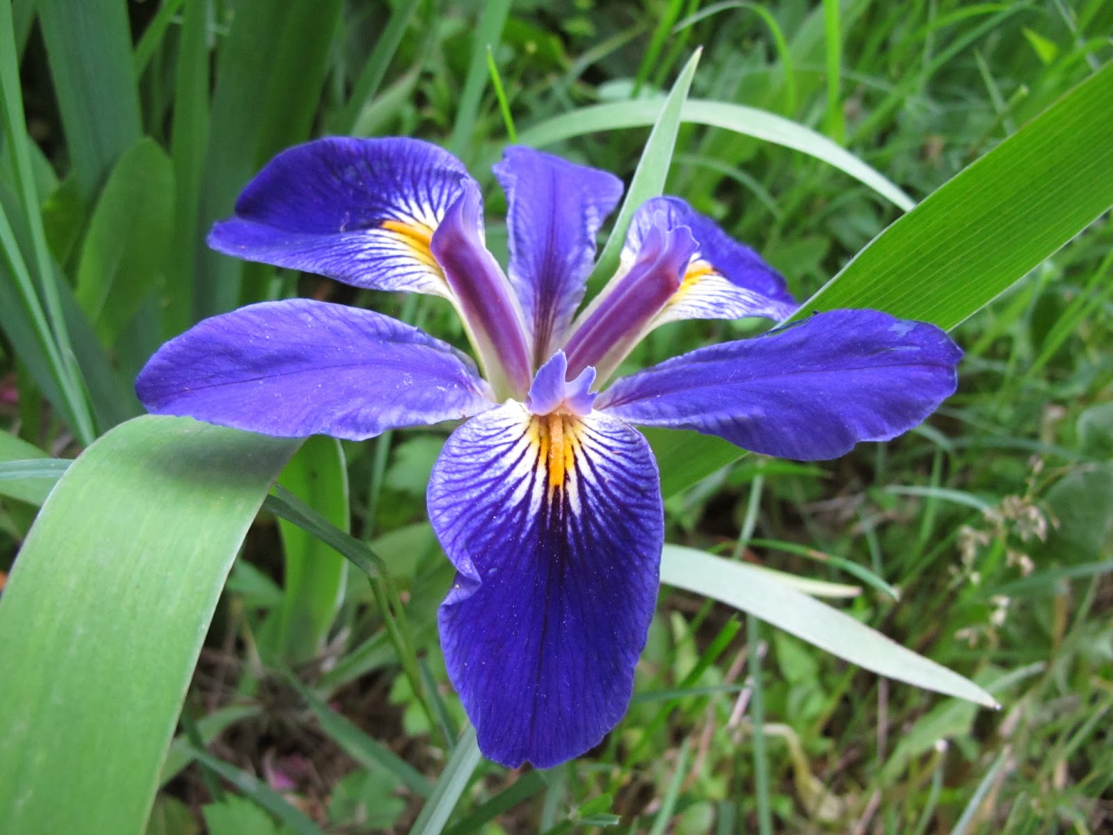 World of Irises: Iris brevicaulis the Short Stemmed Iris