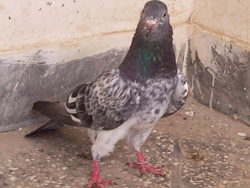 My all pigeons for sale urgent PIGEONS FOR SALE IN LAHORE Pigeons