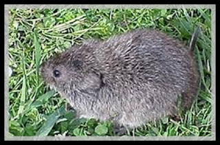 Beszamel i spółka bez ograniczeń Klasyfikacja rodzaju Microtus