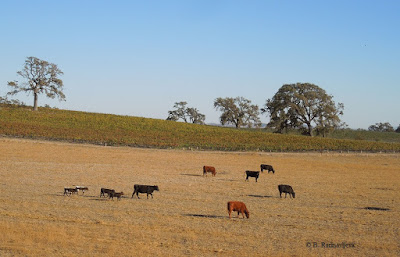 Cows with Calves Grazing Near Vineyard, © B. Radisavljevic