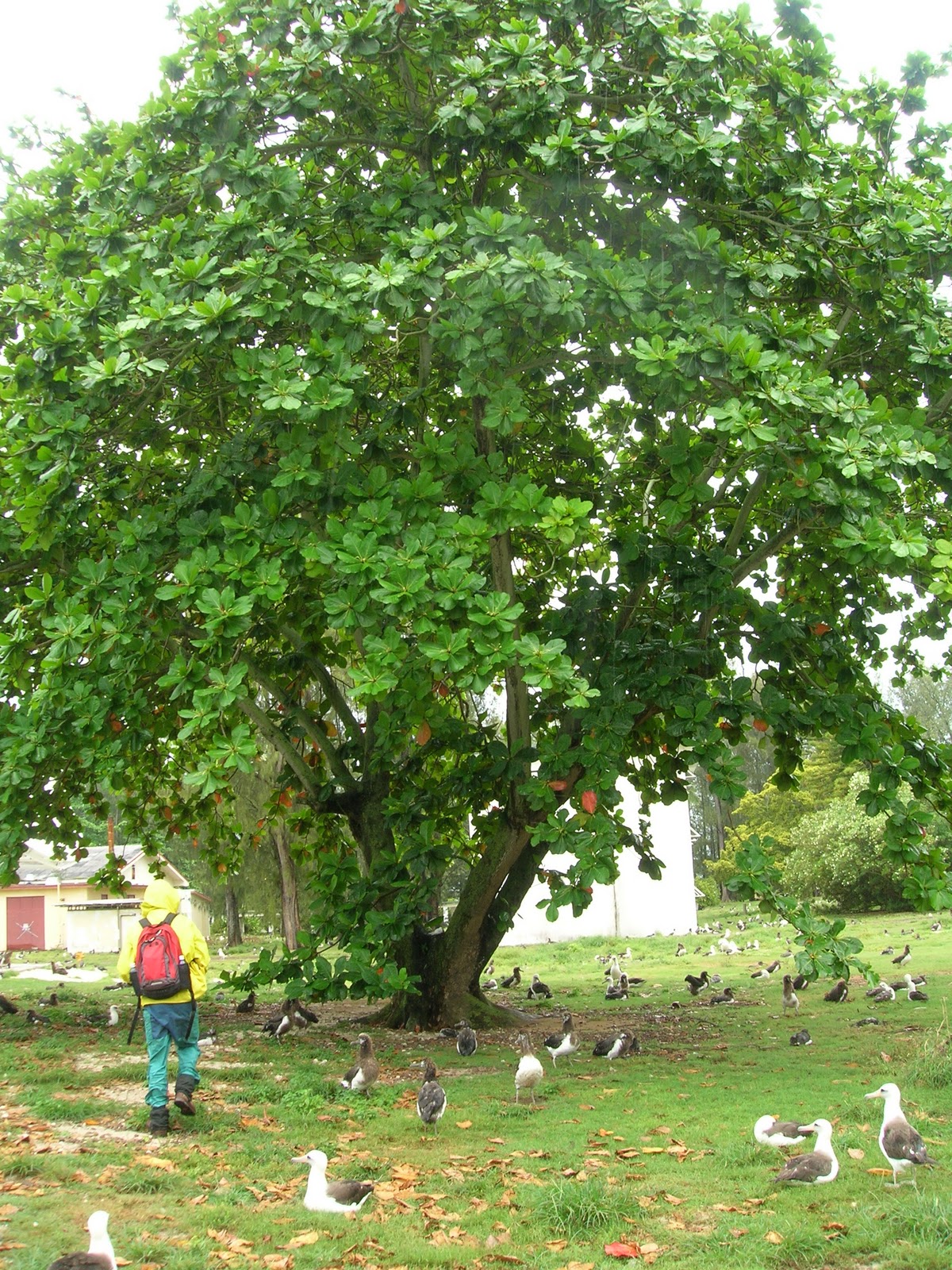saiLendrabloodline: POKOK KETAPANG & KEGUNAANYA