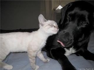 Funny Dog Pictures