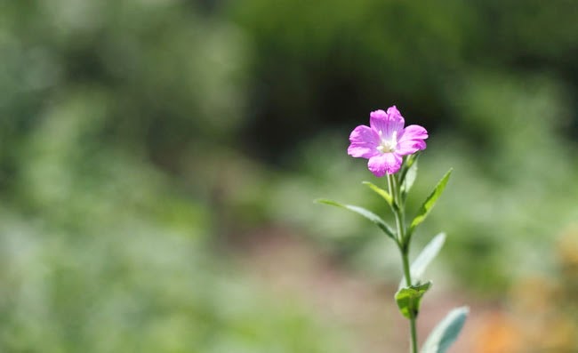 Great Willowherb Flowers Pictures Great Willowherb Flowers Pictures
