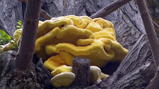 Laetiporus sulphureus - Sulphur Polypore On Robinia