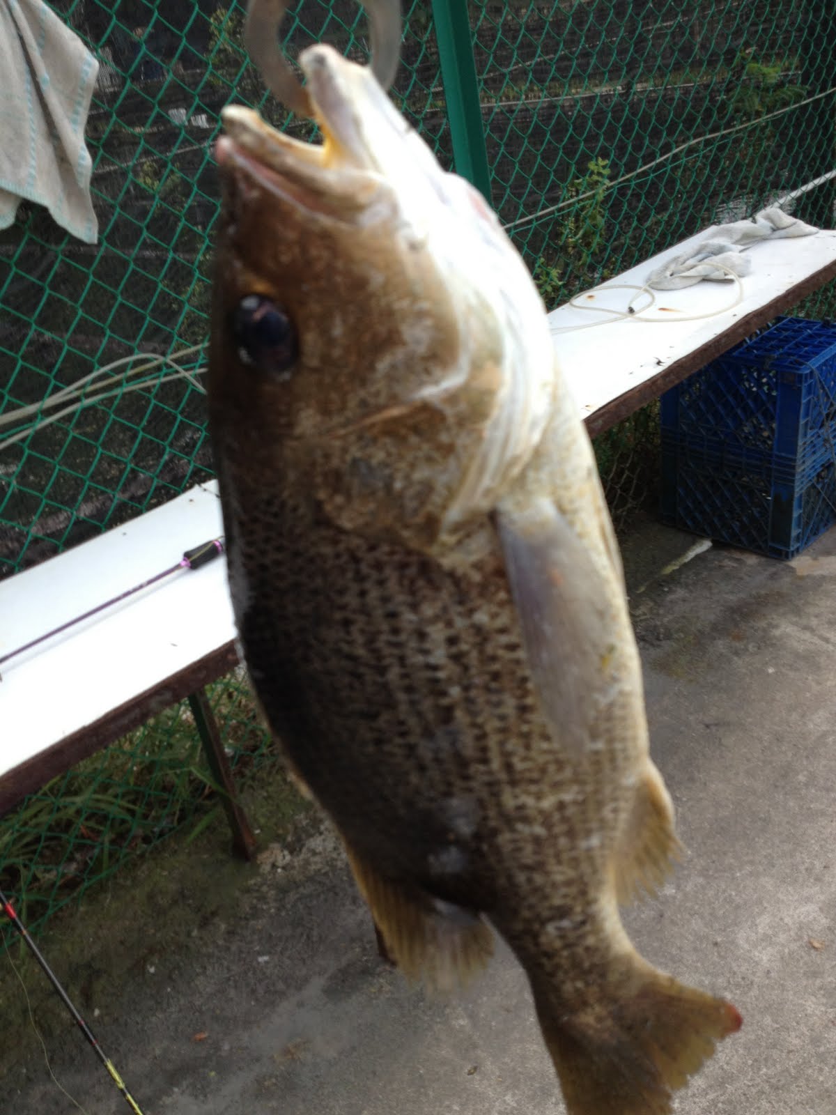 Our Fishing Journey Revisit to Punggol Aunty Pond (27 Jan 2012)