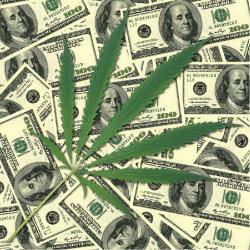 Cannabis - Plantar Cannabis Cannabis - Plantar Cannabis