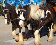 Horses (Equus caballus) and Draught Horse Showing (draft horse showing)