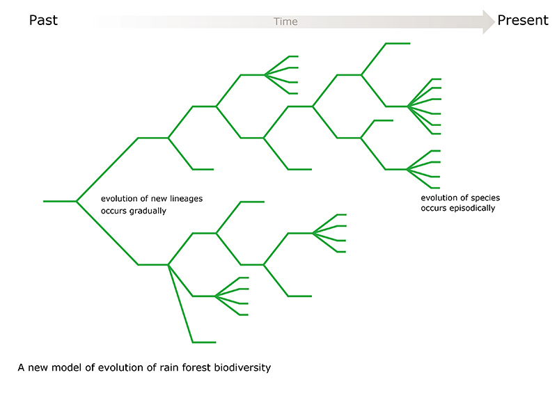 Scientists propose new evolution model for tropical rainforests Scientists propose new evolution model for tropical rainforests