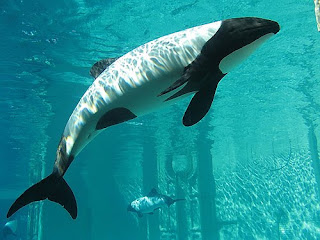 dolphin commerson wallpaper animal sea dolphins lumba-lumba