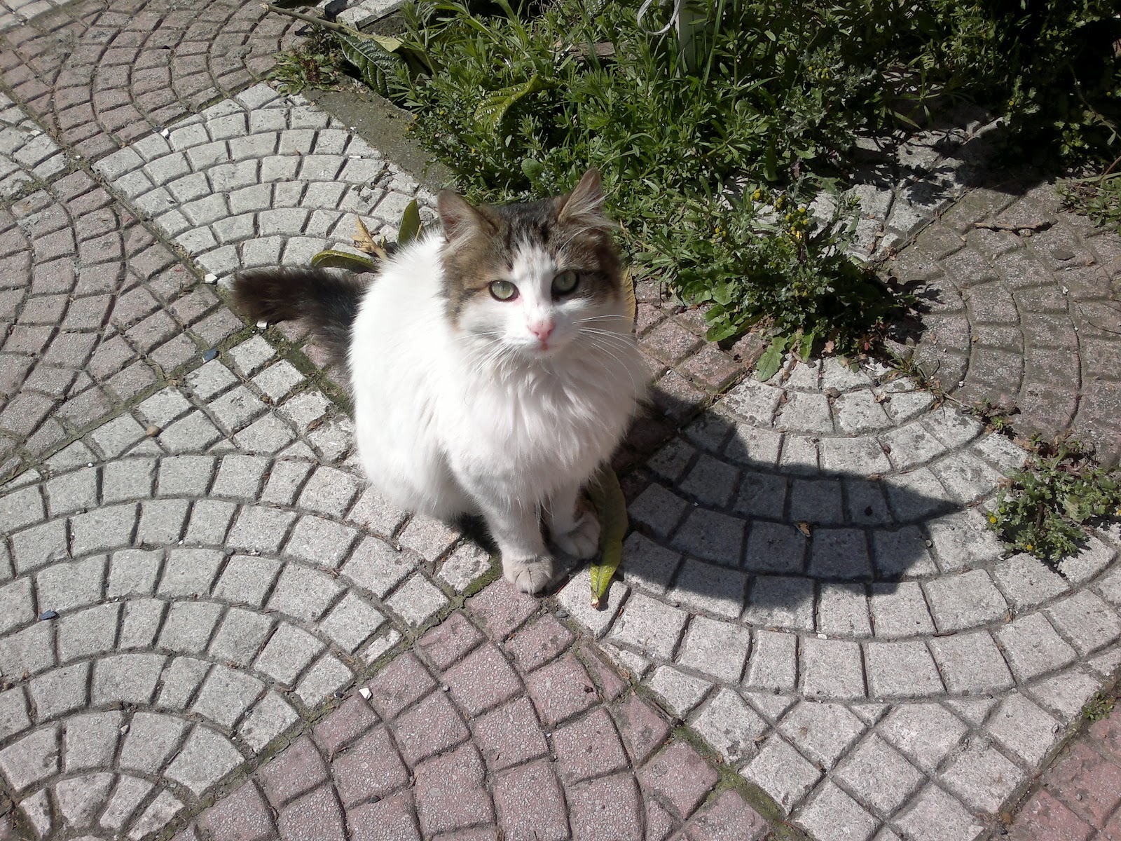 Kafe Çinçin Sokak Çetesi