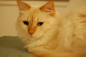 Only Natural Pet Eye Care Only Natural Pet Eye Care