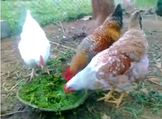makanan organik bibit ayam kampung petelur