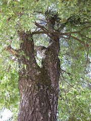 árbol