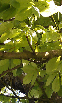 Young Chestnut Shoot