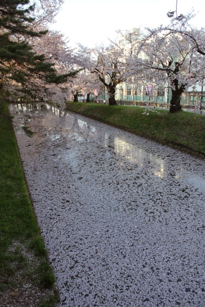 Hirosaki Castle Park Outer Moat Hirosaki Castle Park Outer Moat 弘前公園 外濠