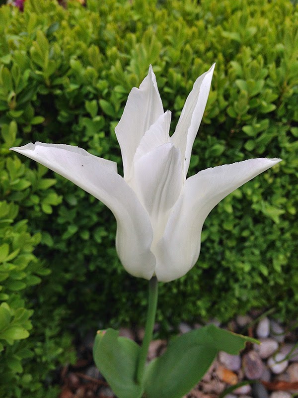 Living On The Edge..... Everything's Coming Up Tulips