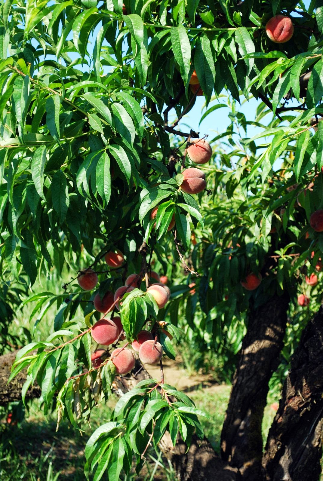 the farmer's wife Early Red Haven Peaches!